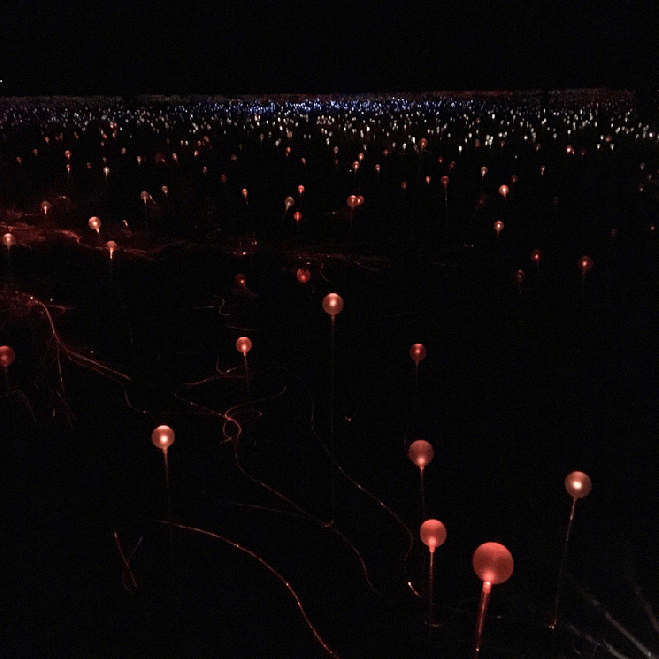 IMG_4809-ANIMATION (1)